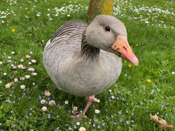 Te is kérsz füvet?