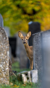 Kedvencek temetője. Kedvencek temetője.