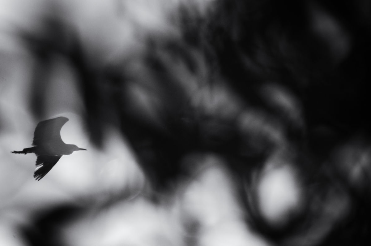 Berkesi Ágota Mirjam