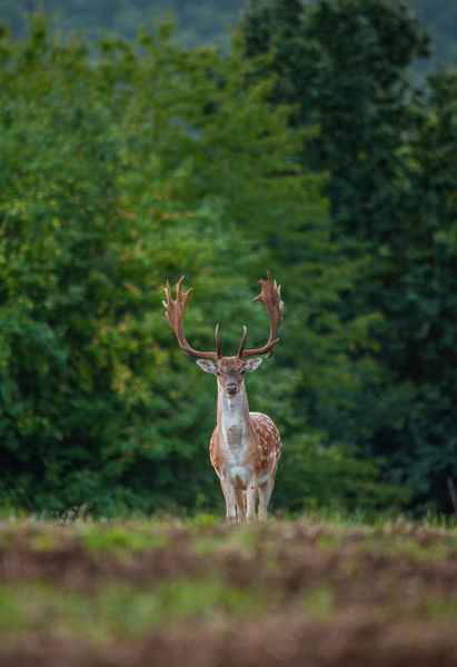 Tökéletes megjelenés