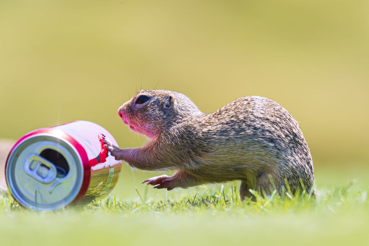 Gaál Zoltán Péter