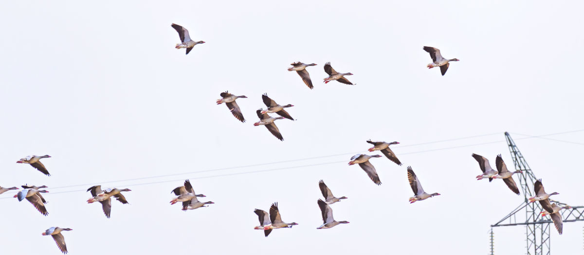 Gaál Zoltán Péter