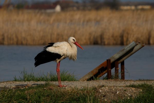 Egyedül a tóparton