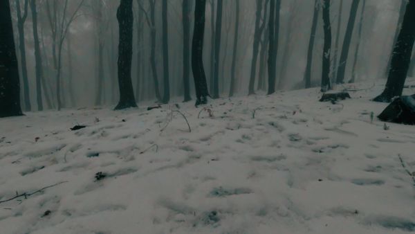 Téli erdő hangulata