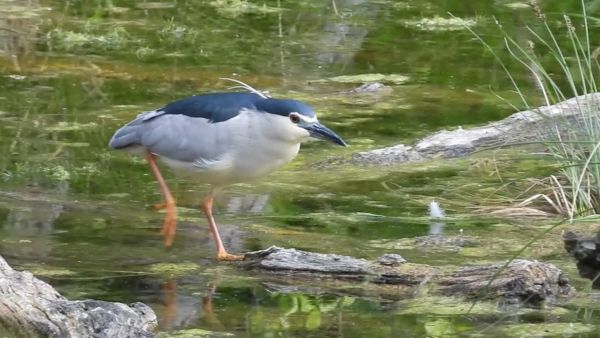 A nézése meg a járása