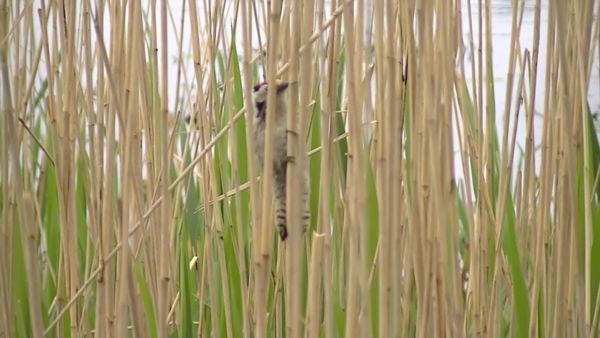 Kis fakopáncs a nádasban