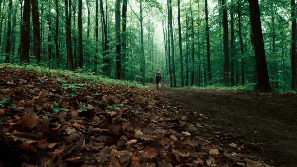 Nyári erdő hangulata