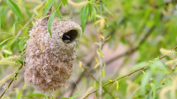 A fészeképítés mesterei
