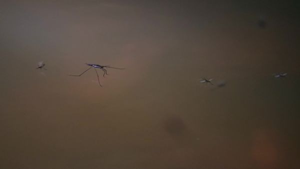 Kérészek a Pilisben