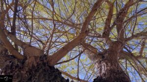 Fűz és a méhek Fűz és a méhek