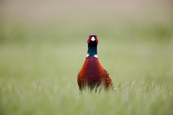 Fácánkakas portré