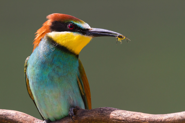Gyurgyalag zsákmányával