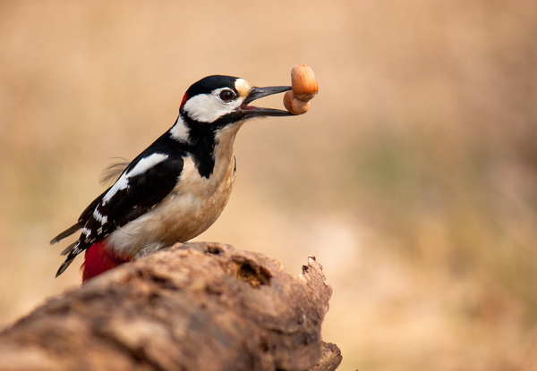 Két &quot;legyet&quot; egy csapásra...