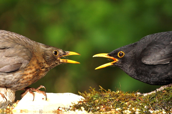 Rigók szemtől szembe