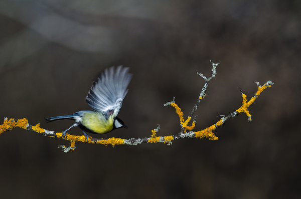 Kompozíció cinegével