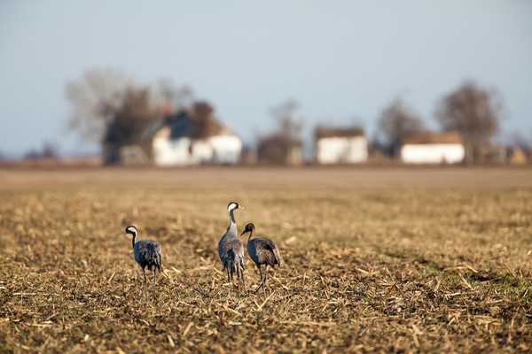 Telelő daru család