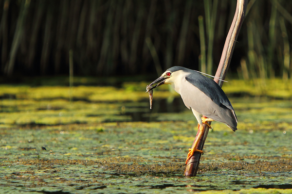 A bakcsó vacsorája