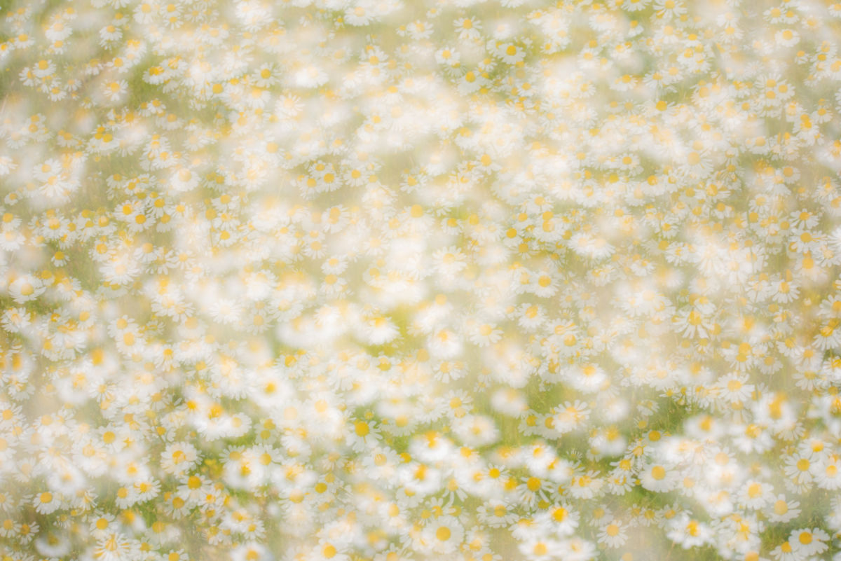 Darányiné Bakos Éva