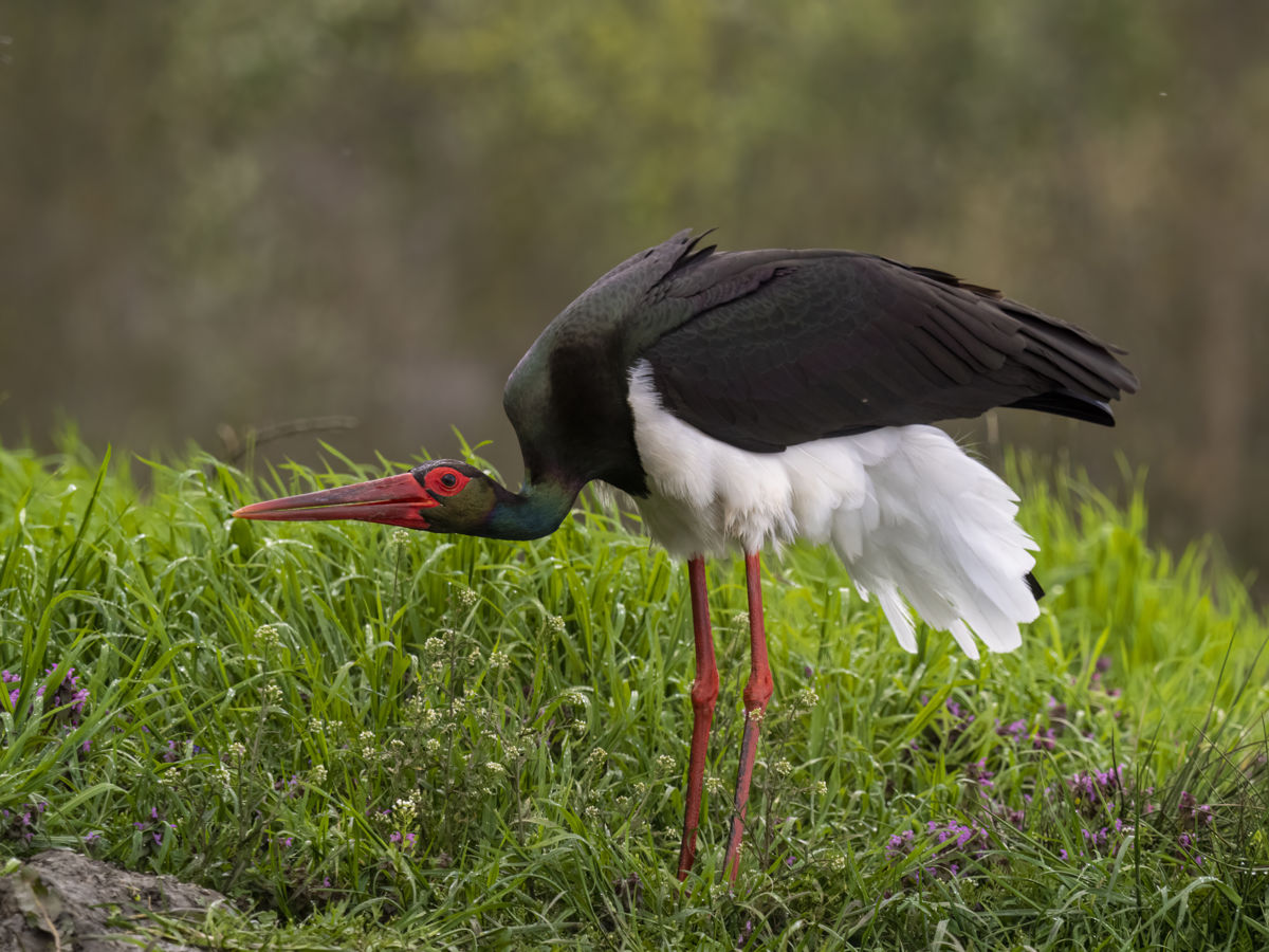 dr. Horváth Erzsébet