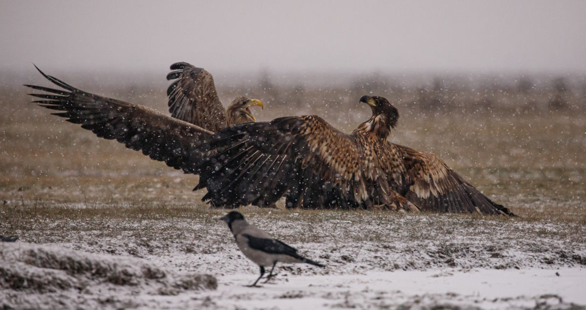 Gyenti-Kálvin Kinga
