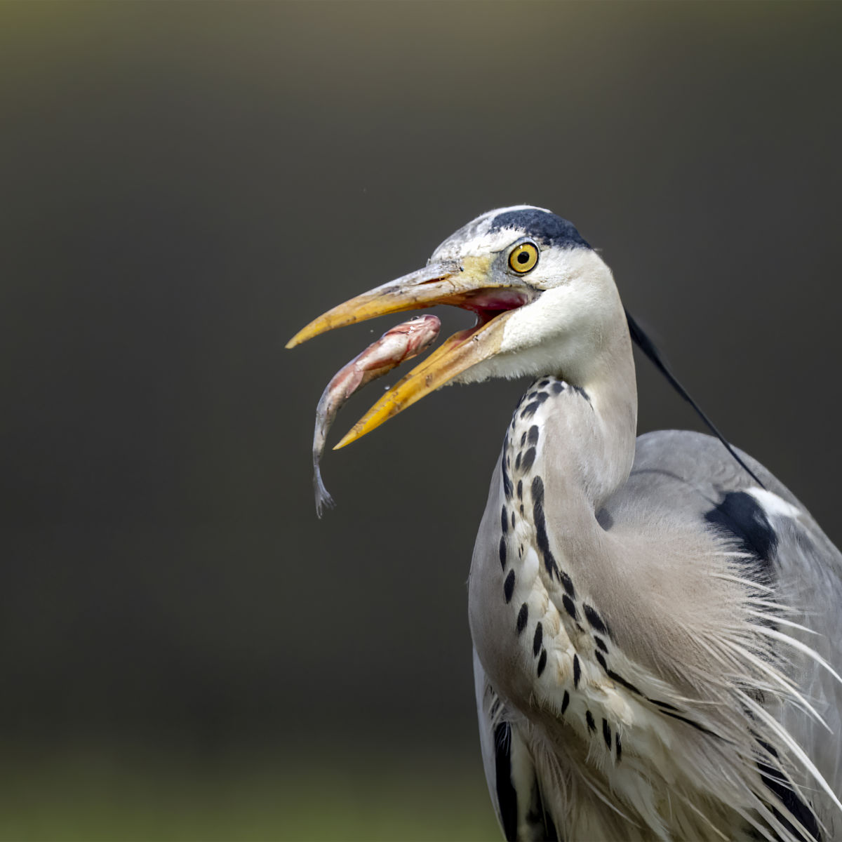 dr. Horváth Erzsébet