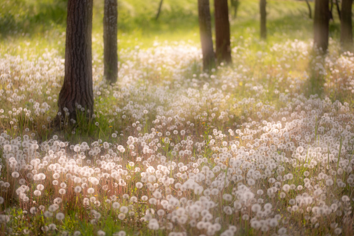 Darányiné Bakos Éva