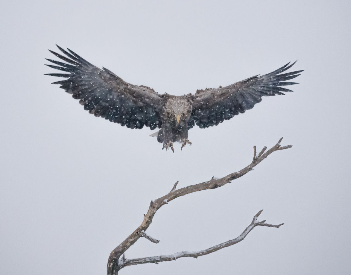 Gyenti-Kálvin Kinga