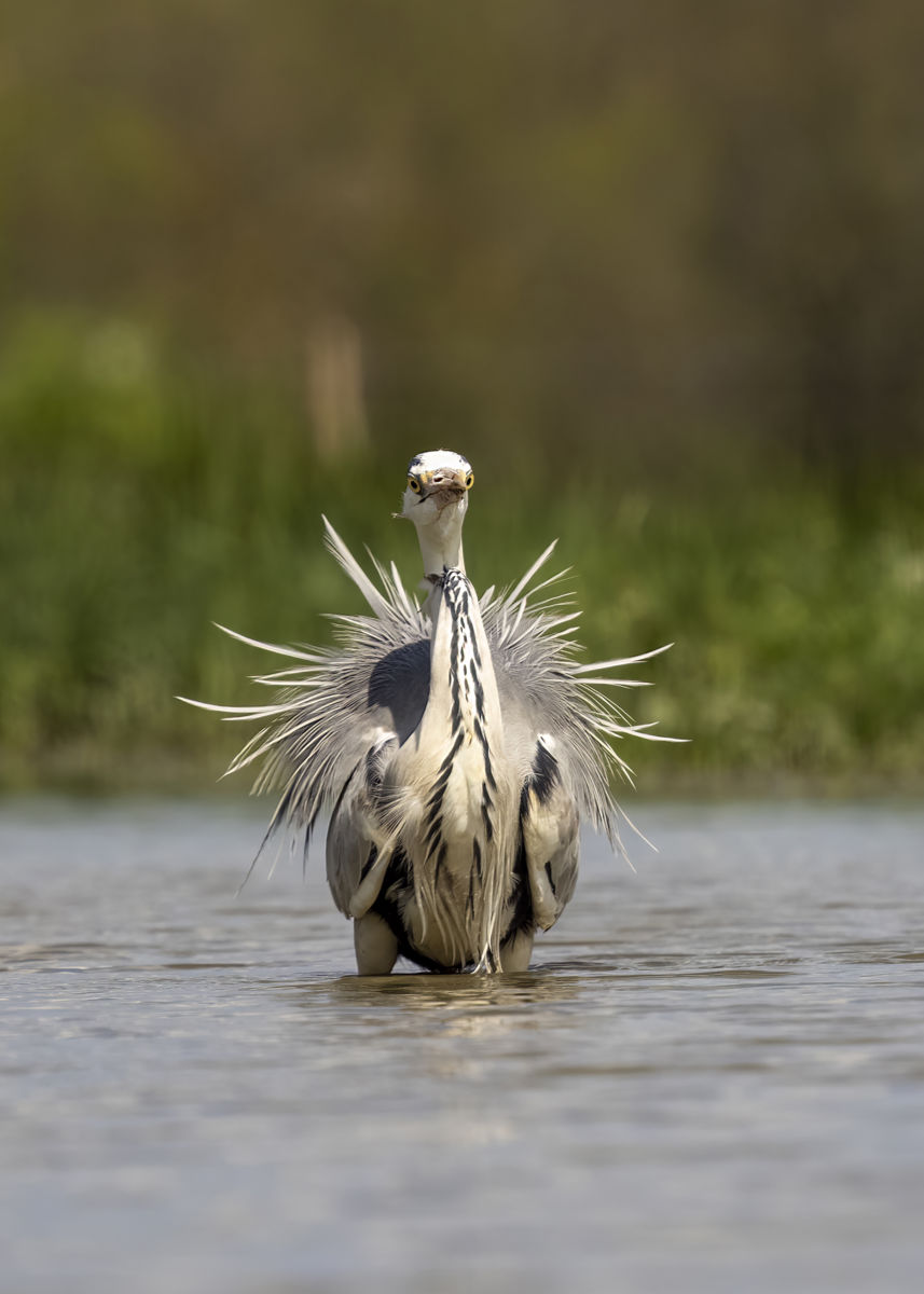 dr. Horváth Erzsébet