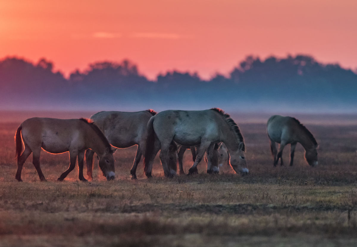 dr. Horváth Erzsébet