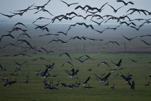 Szállj fel, szabad madár!