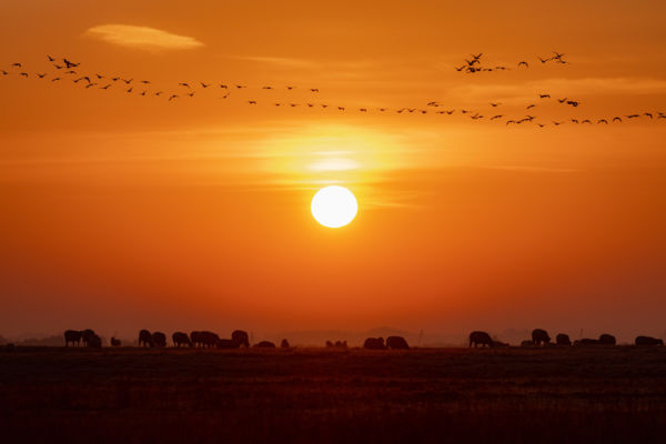 Hortobágyi csendélet