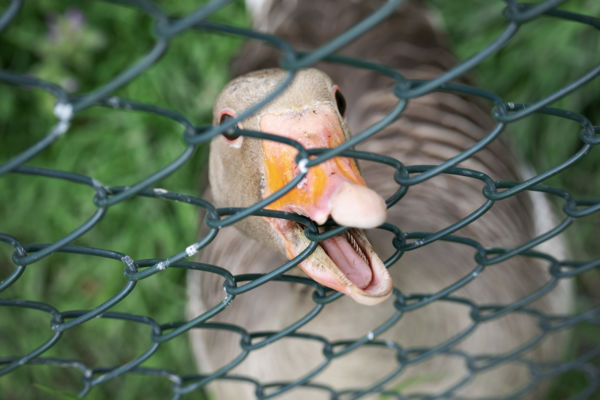 Szabadnak születtem...