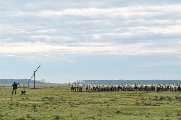 Magyar szürkék behajtása