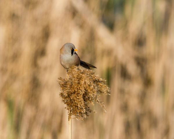 20230422Barkóscinege, Hortobágyi halastavak2