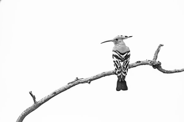 Egyszerű kompozíció