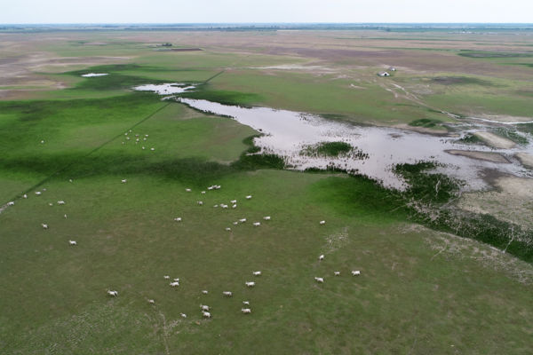 Tavaszi életkép a Hortobágyon