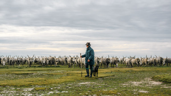 A gulyás és a magyar szürkék