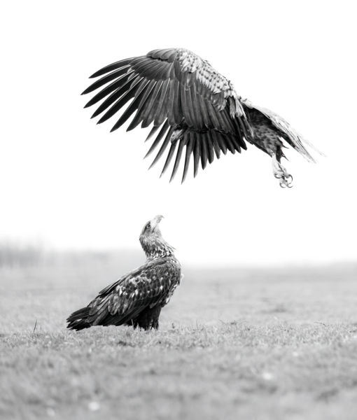 Lujza, mi ez a rémes tollruha?