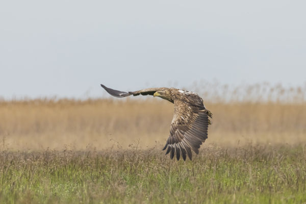 A király repülése