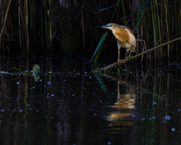 20230520Hortobágyi halastavak, Üstökösgém