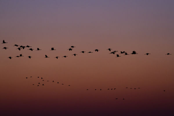 20211009Darvak, Hortobágyi halastavak