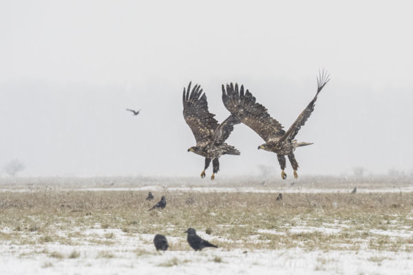 Szakadó hóesésben