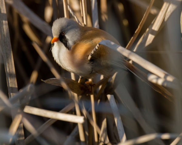 20230422Barkóscinege, Hortobágyi halastavak