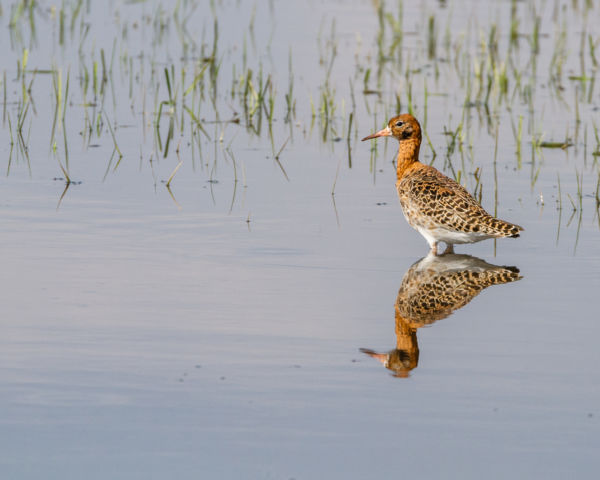 20230422Hortobágyi halastavak, Pajzsoscankó