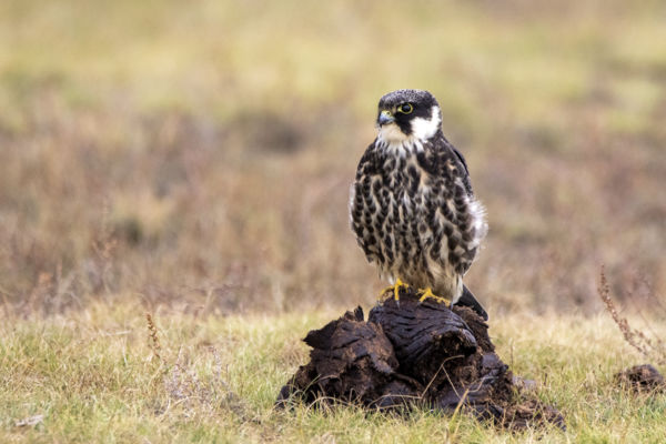 Ha nincs más, jó a...