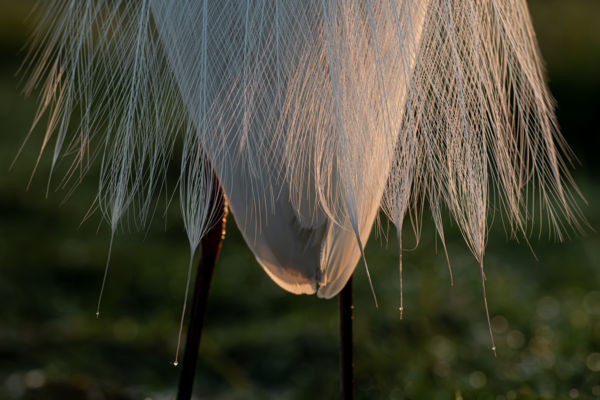 Tavaszi csillogás..