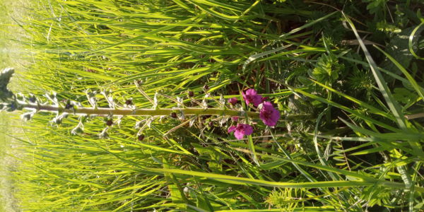 lila ökörfarkkóró