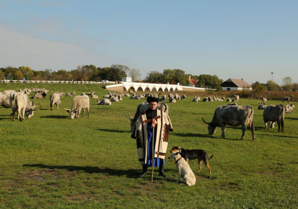 A gulya és őrzői