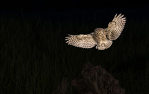 Éjjel érkezem Éjjel érkezem