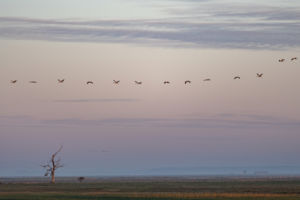 Hajnali vonulás 2 Hajnali vonulás 2